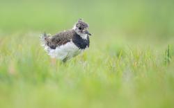Natuurrubriek FD 12 juli 2025