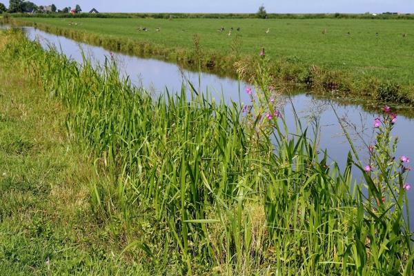 NPI Landschapsbeheer Friesland