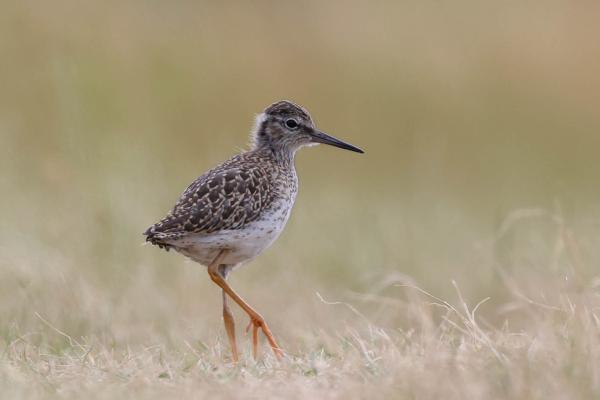 Herstel en Versterken Landschap Droge Dooradering Fryslân